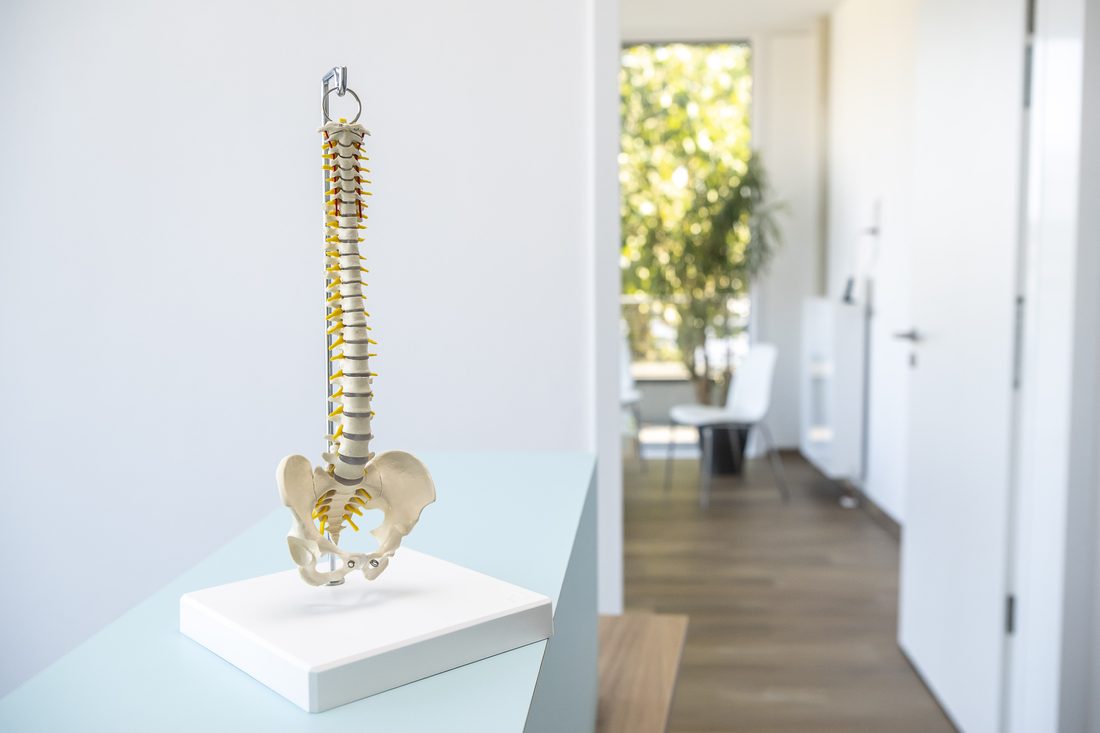 Anatomisches Wirbelsäulenmodell